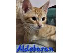 Adopt Aldebaran a Orange or Red Tabby Domestic Shorthair (short coat) cat in