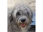 Adopt DOGLI LAMA (Mid-East) yo a Tibetan Terrier dog in Langley, BC (40926508)