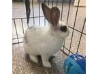 Adopt Duke a White American / American / Mixed rabbit in Reisterstown