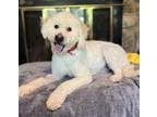 Adopt Bowie a Poodle (Standard) dog in Atlanta, GA (39429974)