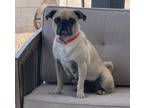 Adopt Betsy a Tan/Yellow/Fawn Pug / Mixed dog in Surprise, AZ (41337473)