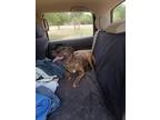 Adopt Mango a Brindle American Staffordshire Terrier / Mixed dog in Grapeland