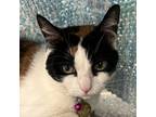 Adopt Pish a White Domestic Shorthair / Domestic Shorthair / Mixed cat in