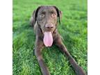 Adopt Molly a Brown/Chocolate Retriever (Unknown Type) / Mixed dog in Kingston