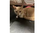 Adopt Smegle a Orange or Red Domestic Shorthair / Domestic Shorthair / Mixed cat