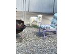 Adopt Apple Jacks a White Great Pyrenees dog in Cherry Hill, NJ (41043148)
