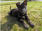Adopt North a Black - with Tan, Yellow or Fawn German Shepherd Dog / Husky /