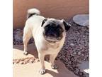 Adopt Rollie a Tan/Yellow/Fawn Pug / Mixed dog in Surprise, AZ (41337413)