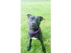 Adopt Laguna! a Black - with White Pit Bull Terrier / Terrier (Unknown Type
