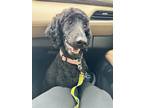 Adopt Stella a Black Poodle (Standard) / Mixed dog in Huntsville, AL (41337396)