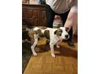 Adopt Aspen (MM) a Greyhound dog in San Angelo, TX (40588115)