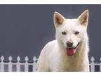 Adopt Bliss a White - with Tan, Yellow or Fawn Jindo / Mixed dog in Ottawa