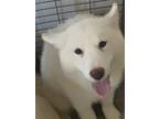 Adopt Steven Spielberg a White Husky / Alaskan Malamute / Mixed dog in San