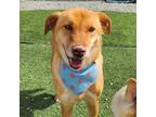 Adopt Toffee nut a Brown/Chocolate - with White Jindo / Mixed dog in Calgary