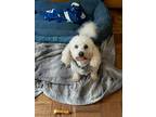 Adopt Patrick a White Poodle (Standard) / Terrier (Unknown Type