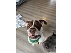 Adopt Max! a Brown/Chocolate - with White Pit Bull Terrier / American