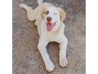 Adopt Koda a White Great Pyrenees dog in Vail, AZ (40672354)