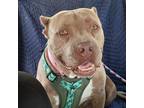 Adopt Maia a Tan/Yellow/Fawn Pit Bull Terrier / Mixed dog in Vail, AZ (41337373)