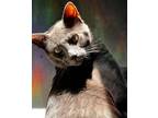 Adopt Bucky a Gray or Blue Domestic Shorthair / Mixed (short coat) cat in