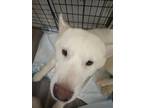 Adopt Damien a White Husky / Alaskan Malamute / Mixed dog in San Diego