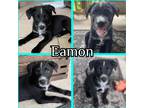 Adopt Eamon a Black - with White Labrador Retriever / German Shepherd Dog /