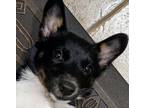 Adopt Mochi a Tricolor (Tan/Brown & Black & White) Sheltie