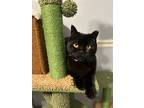Adopt Onyx a All Black American Shorthair / Mixed (short coat) cat in