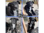 Adopt Cian a Black - with White Labrador Retriever / German Shepherd Dog / Mixed