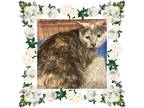 Adopt STORMIE a Tortoiseshell Domestic Shorthair (short coat) cat in Buckhannon