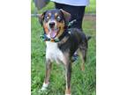 Adopt Abel - Adoptable a Shepherd (Unknown Type) / Husky / Mixed dog in