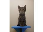 Adopt Dominic a Brown or Chocolate Domestic Shorthair / Domestic Shorthair /