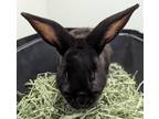 Adopt Cottontail a Black Other/Unknown / Other/Unknown / Mixed rabbit in