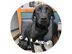 Adopt Galaxy Daisy a Black Labrador Retriever / Mixed Breed (Medium) / Mixed