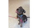 Adopt Vera Fang a Gray/Blue/Silver/Salt & Pepper Terrier (Unknown Type