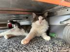 Adopt Frankie a White Domestic Longhair / Domestic Shorthair / Mixed cat in