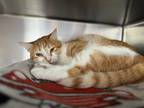 Adopt Charlotte a Orange or Red Domestic Shorthair / Domestic Shorthair / Mixed