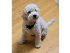 Adopt Handsome Boy a Tan/Yellow/Fawn - with White Maltipoo dog in Temple City