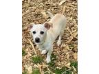 Adopt Theo a White Terrier (Unknown Type, Medium) / Mixed Breed (Medium) / Mixed