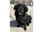 Adopt Chulo a Black Chow Chow / Mixed Breed (Medium) / Mixed (short coat) dog in