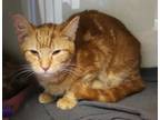 Adopt Jueves a Orange or Red Domestic Shorthair / Domestic Shorthair / Mixed cat