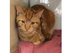 Adopt Martes a Orange or Red Domestic Shorthair / Domestic Shorthair / Mixed cat