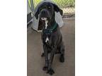 Adopt Glasco a Black Cane Corso / Mixed dog in West Memphis, AR (41315308)