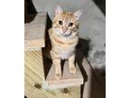 Adopt Goose Paxon a Orange or Red Tabby Domestic Shorthair (short coat) cat in