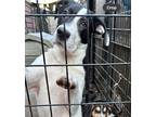 Adopt Fannie a Black - with White Great Dane / Labrador Retriever / Mixed dog in