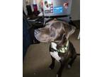 Adopt Rocky a Brown/Chocolate - with White American Pit Bull Terrier / Labrador