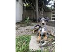 Adopt Archie a Merle Catahoula Leopard Dog / Mixed dog in Altadena