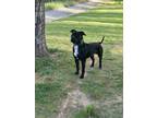 Adopt bullett a Black Terrier (Unknown Type, Medium) / Mixed dog in Weaverville