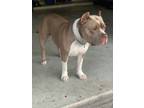 Adopt Capone a White - with Tan, Yellow or Fawn American Pit Bull Terrier /