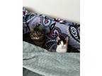 Adopt Mac & Molly a Spotted Tabby/Leopard Spotted Domestic Mediumhair / Mixed