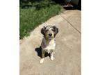 Adopt Jasper and Toby a Merle Australian Shepherd / Mixed dog in Edmond